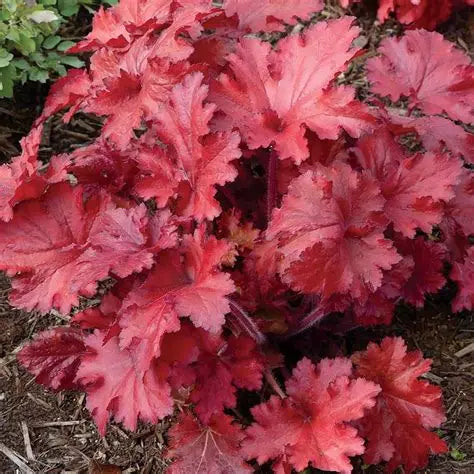 Heuchera-Forever Red