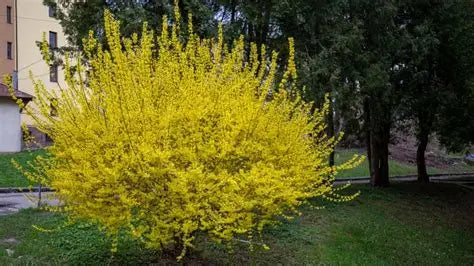 Forsythia Lemon Variegated