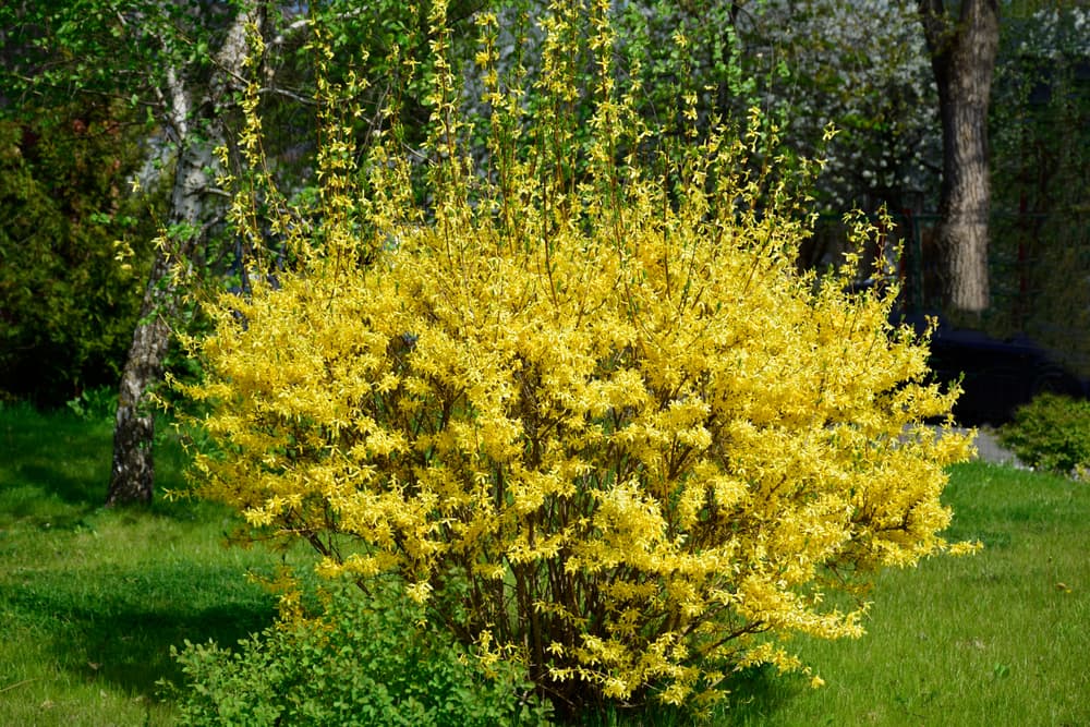 Forsythia Meadowlark