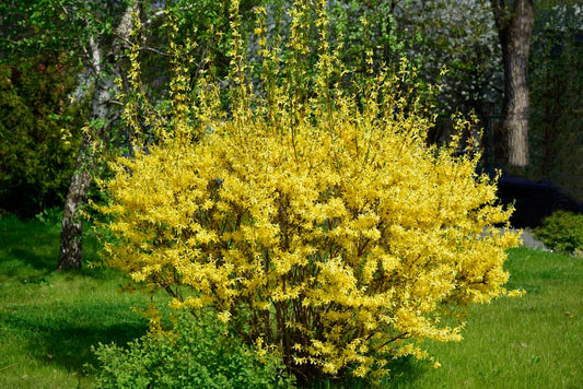 Forsythia Meadowlark