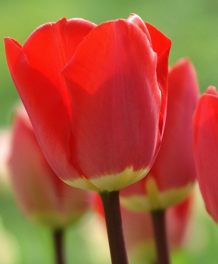 Darwin Tulip Fostery King