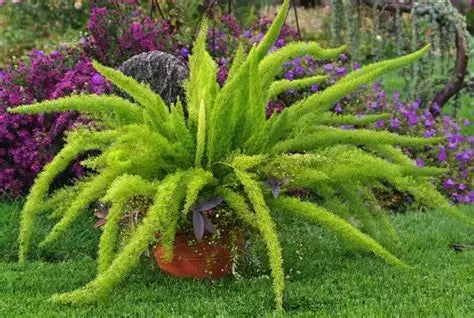 Fern Foxtail