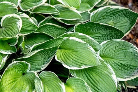 Hosta Francee