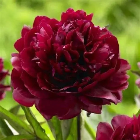 Peony Francois Ortegat