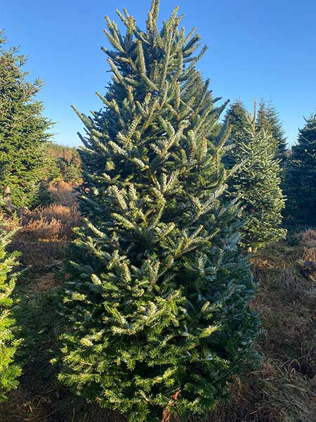Frasier Fir