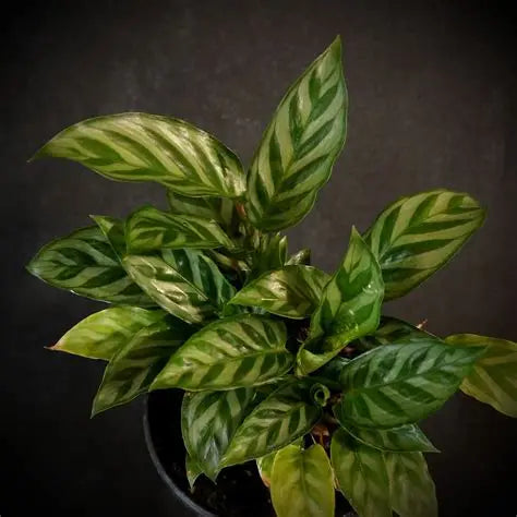 Prayer Plant Freddie