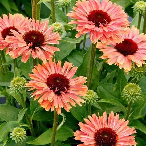 Echinacea-Fresco Apricot