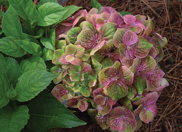 Hydrangea Froggie