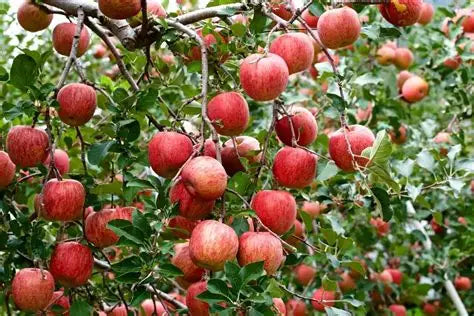 Fuji Apple