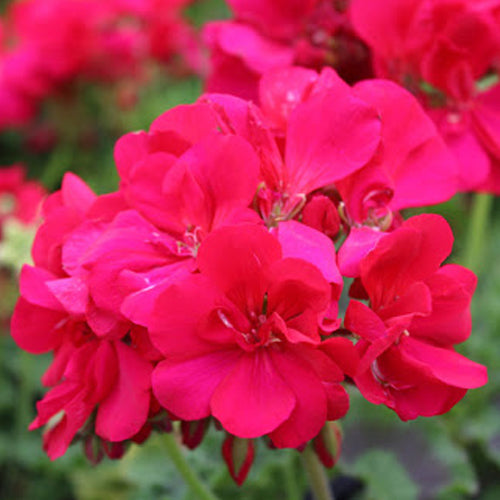 Geranium Zonal Fuschia