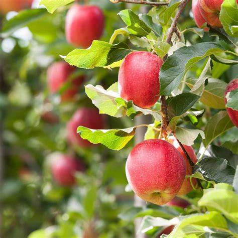 Gala Apple