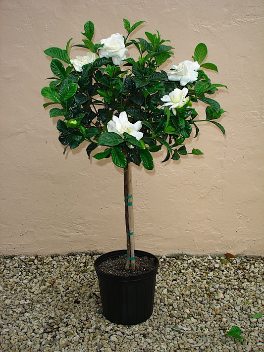 Gardenia Tree Form