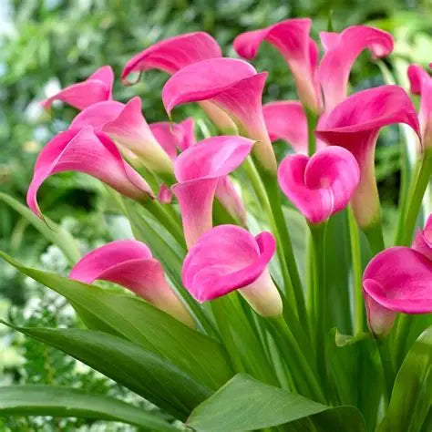 Calla Garnet Glow