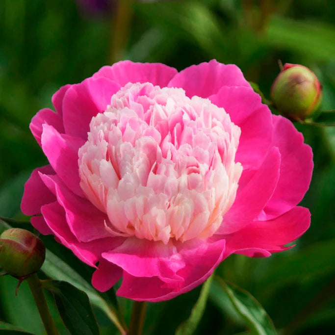 Peony Gay Paree