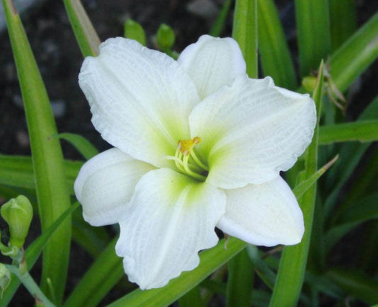 Daylily Gentle Shepherd