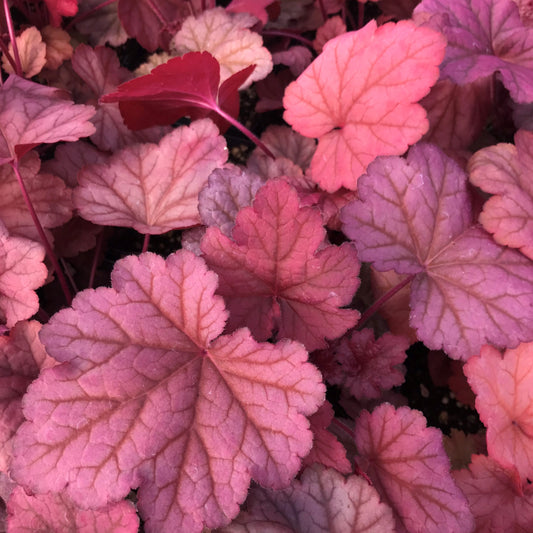 Heuchera-Georgia Peach