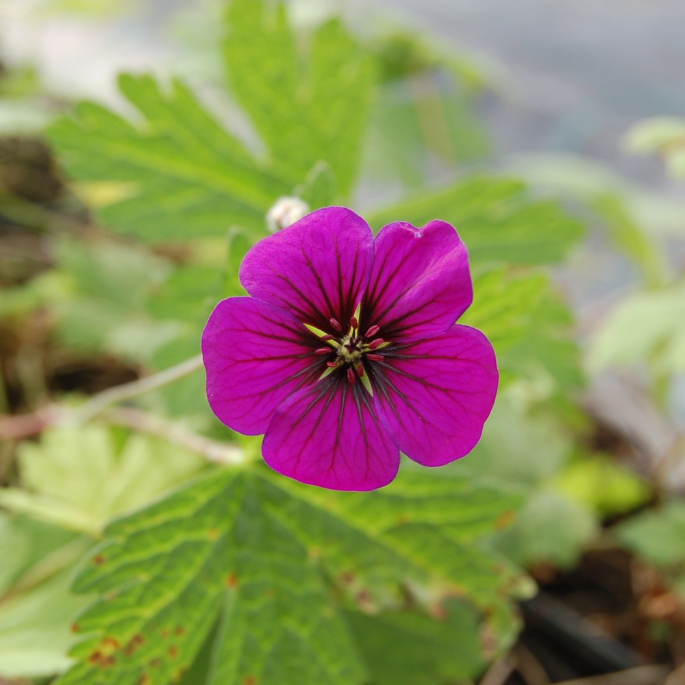 Geranium Ann Folkard