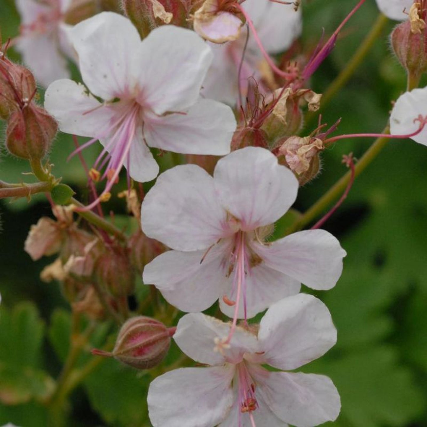 Geranium Biokovo