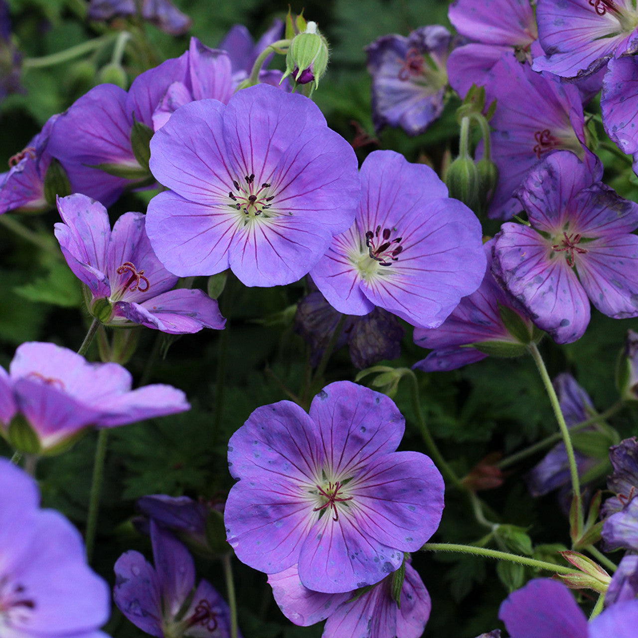 Geranium Bloom Me Away