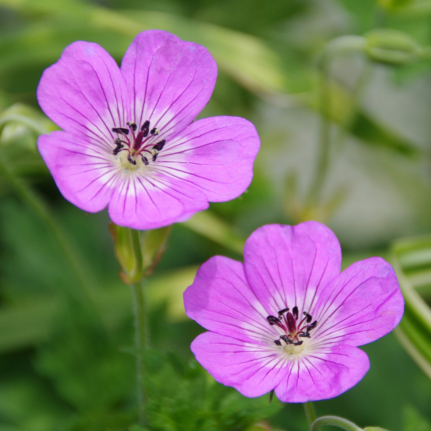 Geranium Bloom Time