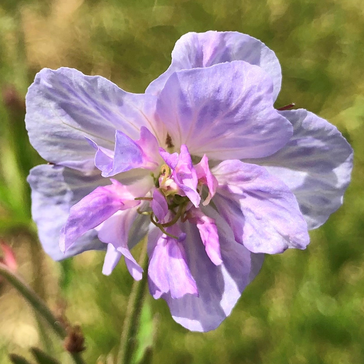 Geranium Cloud Nine