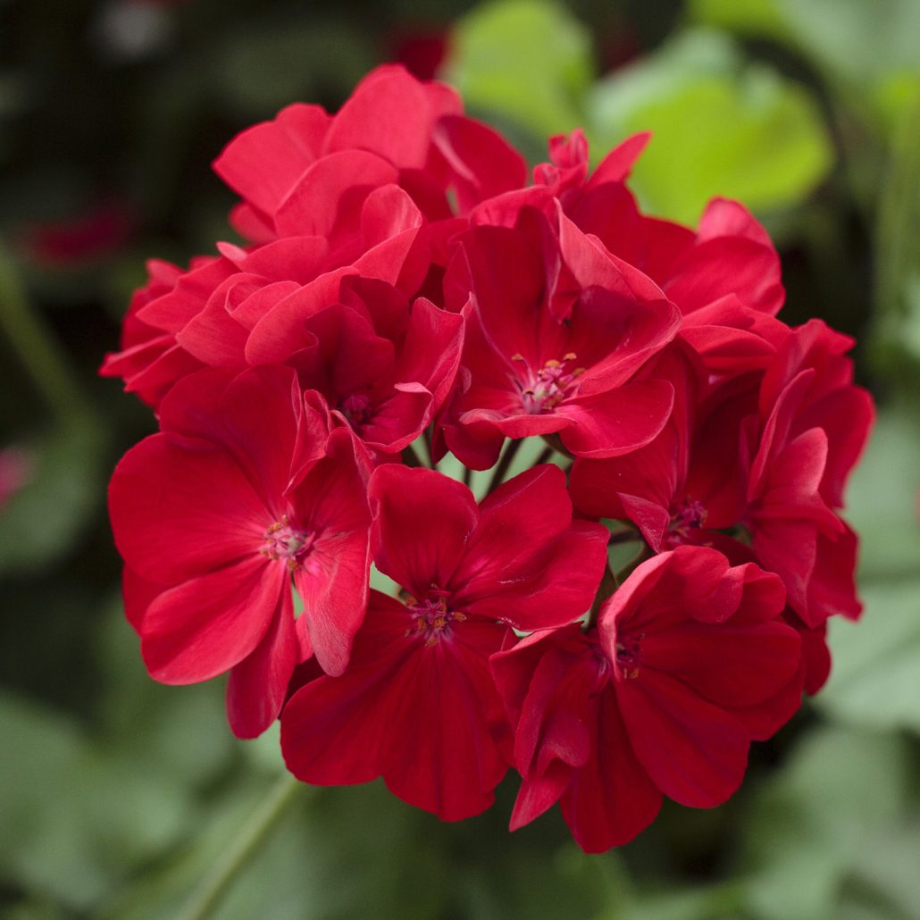 Geranium Dark Red
