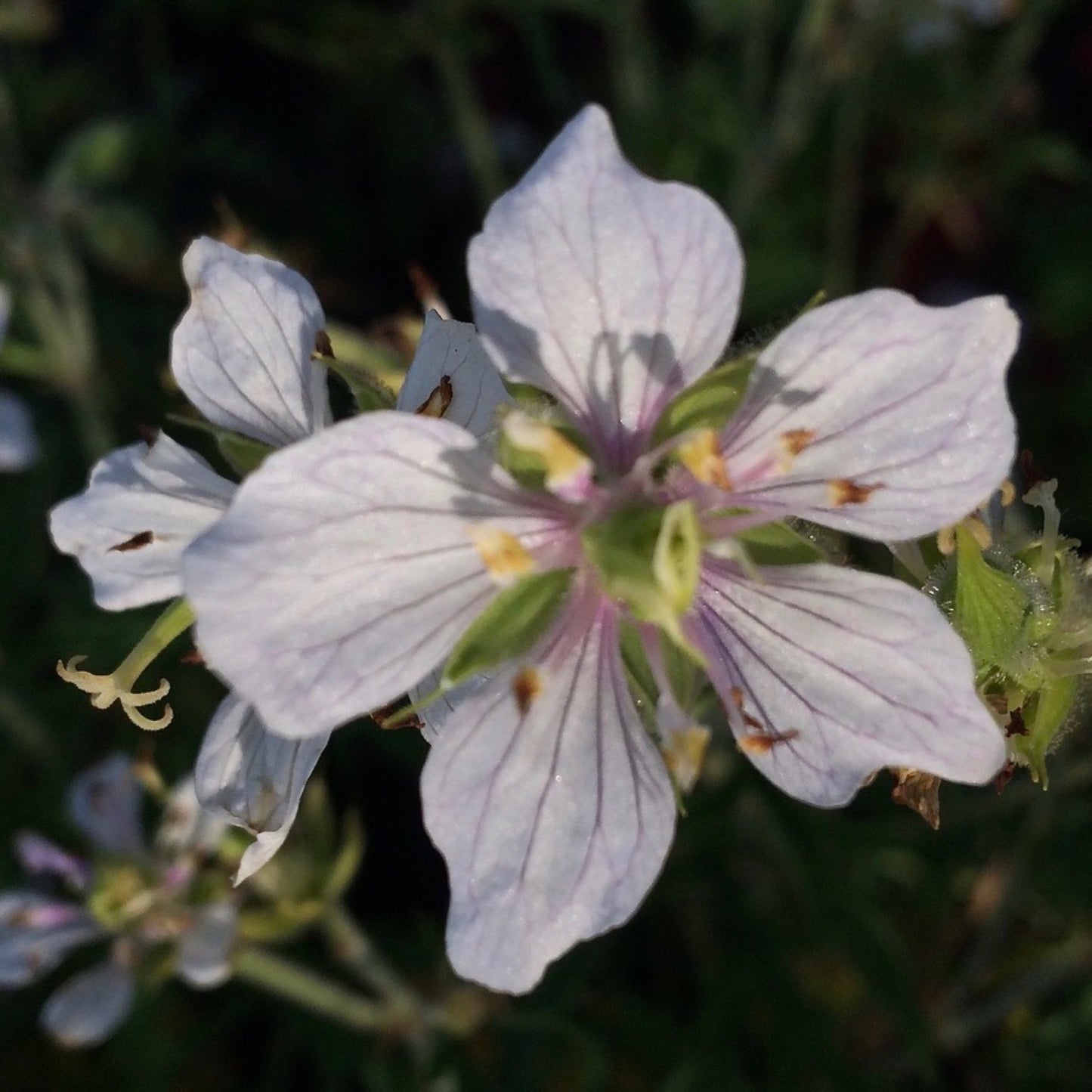 Geranium Double Jewel