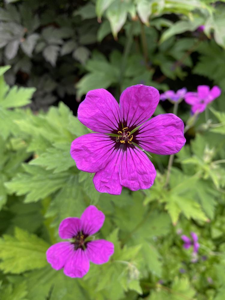 Geranium Dragon Heart