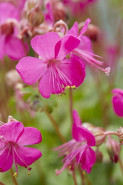 Geranium Intense