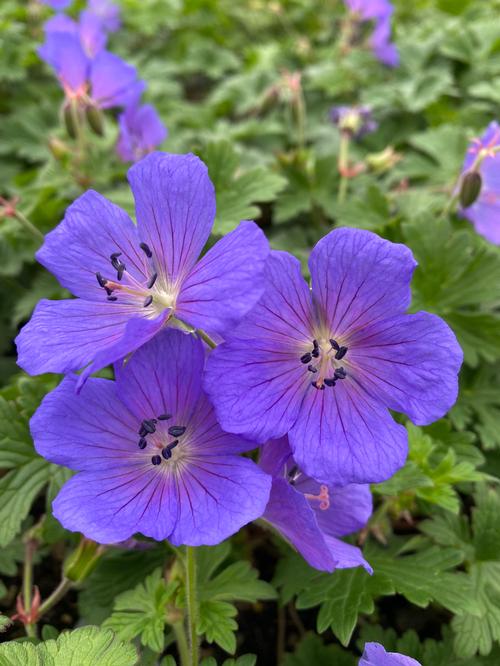 Geranium Johnsons Blue