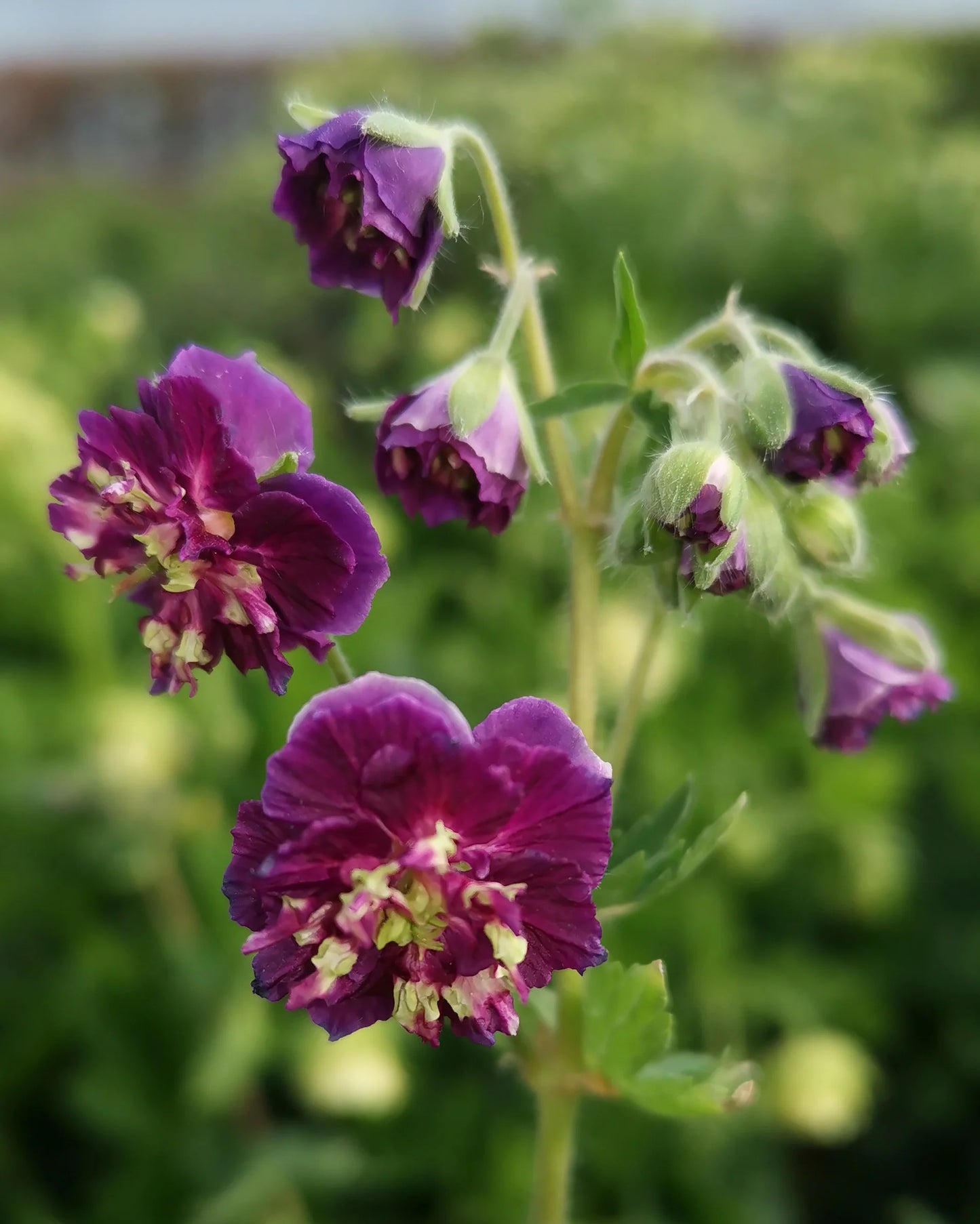 Geranium Joseph Green