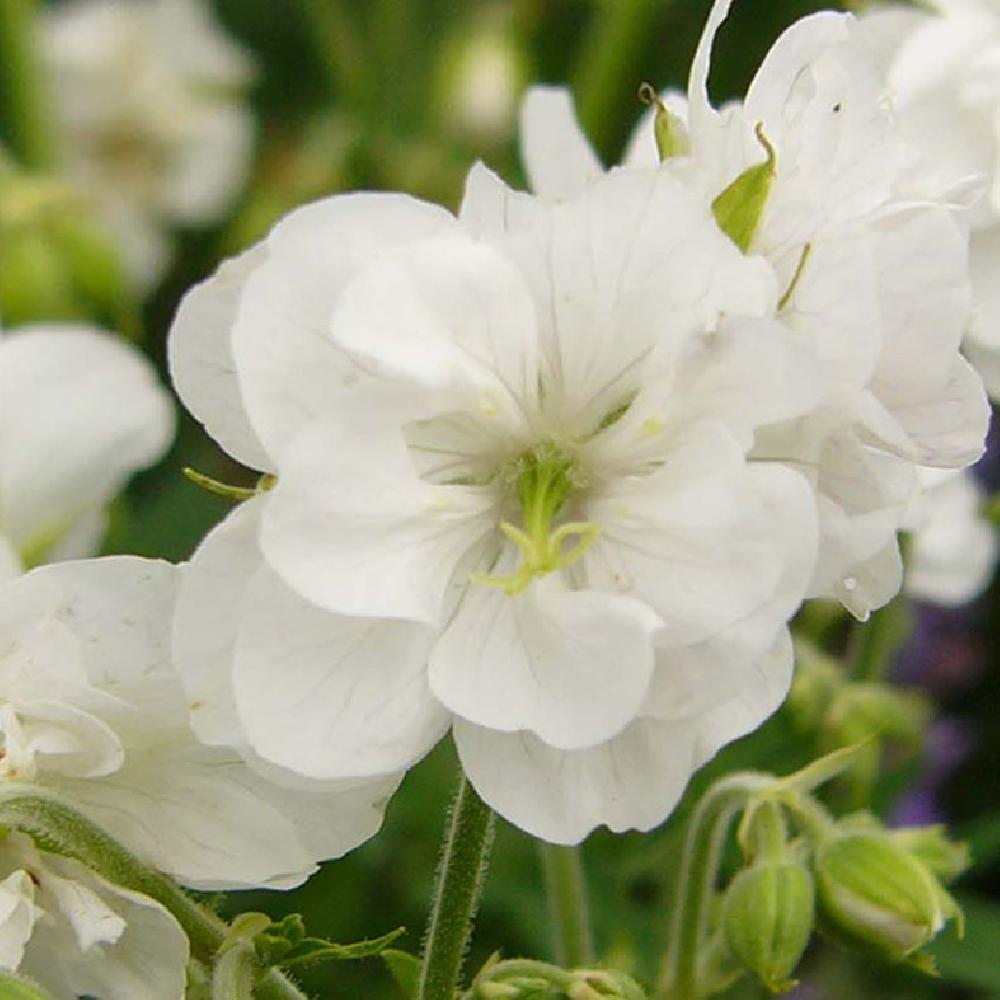 Geranium Laura