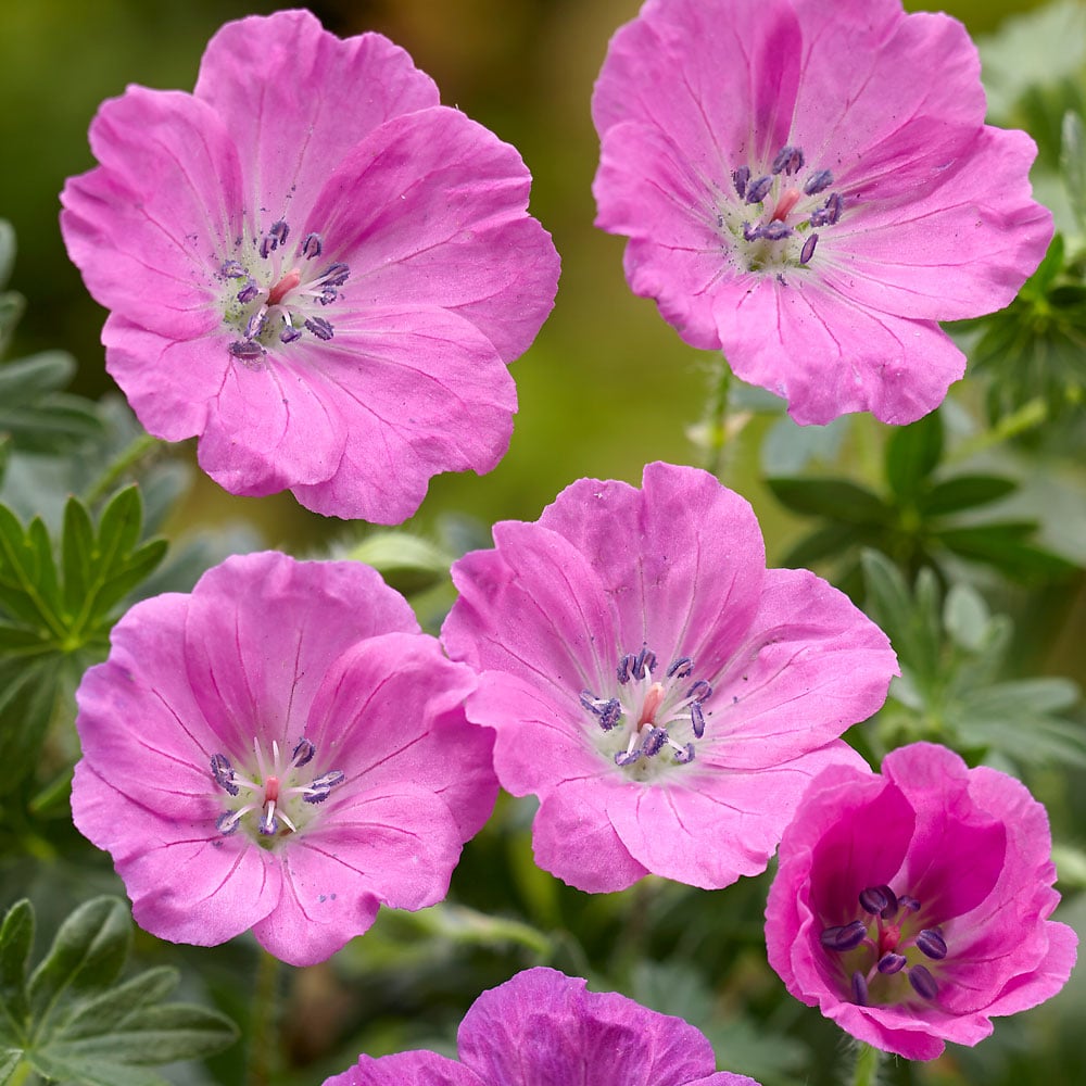 Geranium Max Frei
