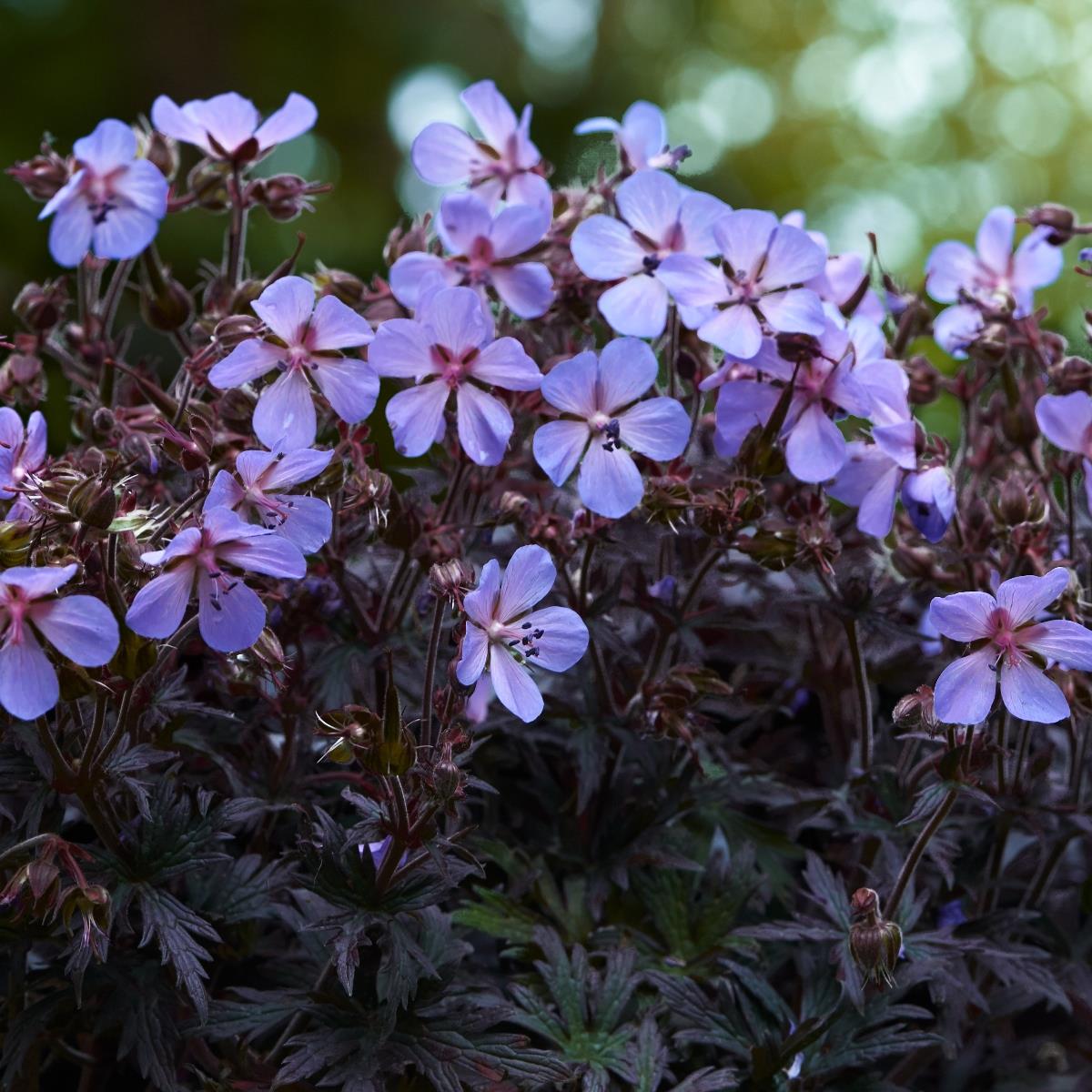 Geranium Midnight Reiter