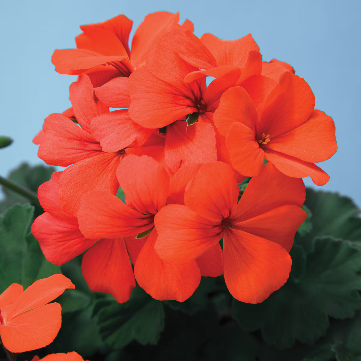 Geranium Orange
