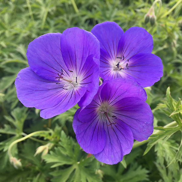 Geranium Orion