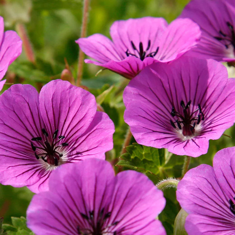 Geranium Pink Penny