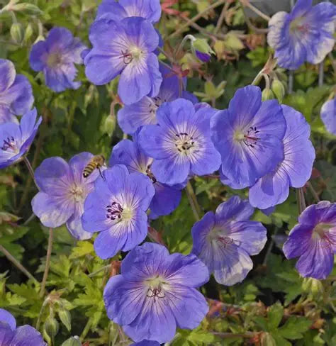 Geranium Rozanne