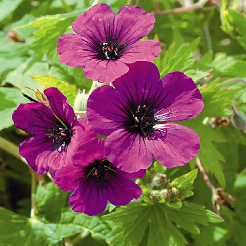 Geranium Sandrine