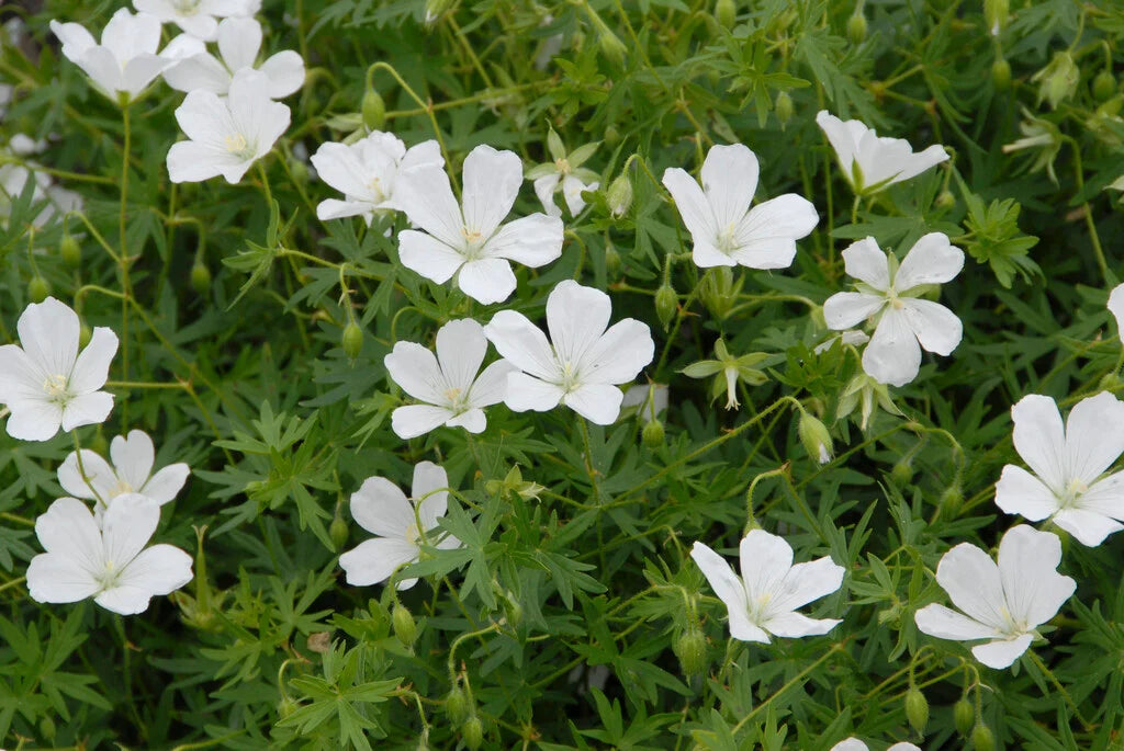 Geranium Sanguineum Album