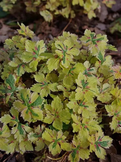 Geranium Spring Fling