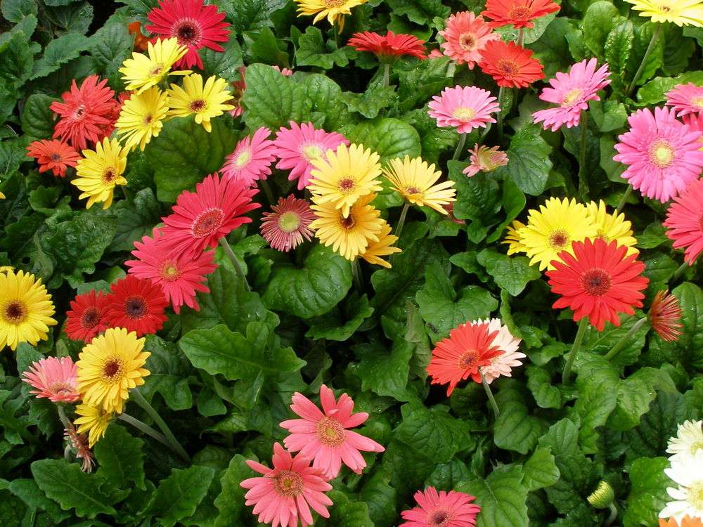 Gerbera Daisy Mix