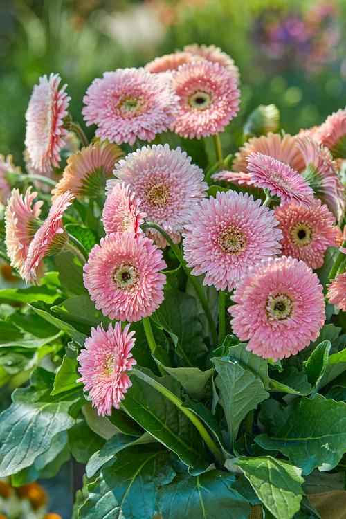 Gerbera Daisy Light Pink