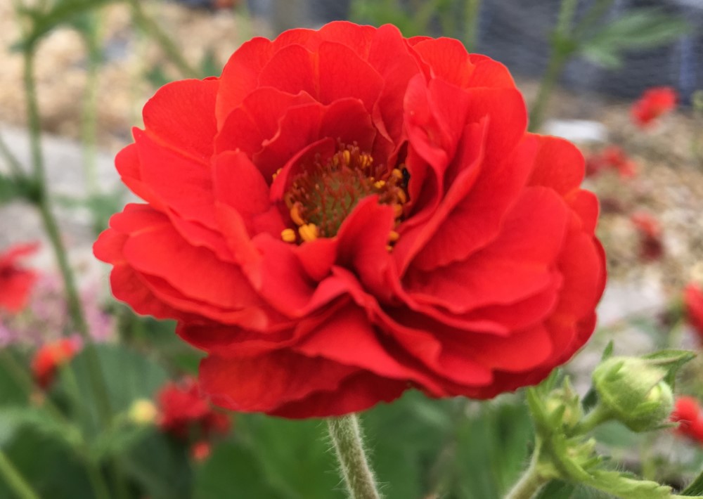 Geum Blazing Sunset
