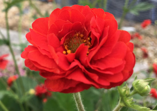 Geum Blazing Sunset
