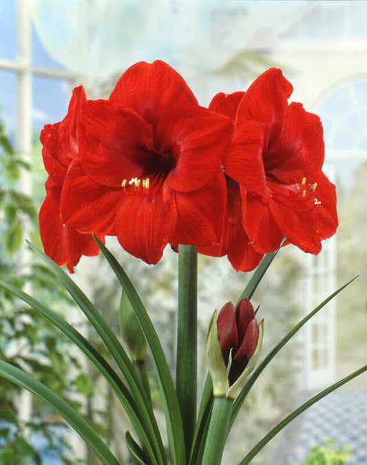 Large Amaryllis Red