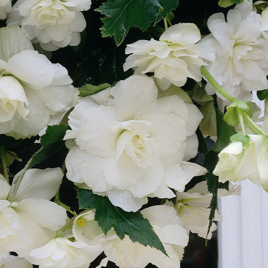 Begonia Giant White