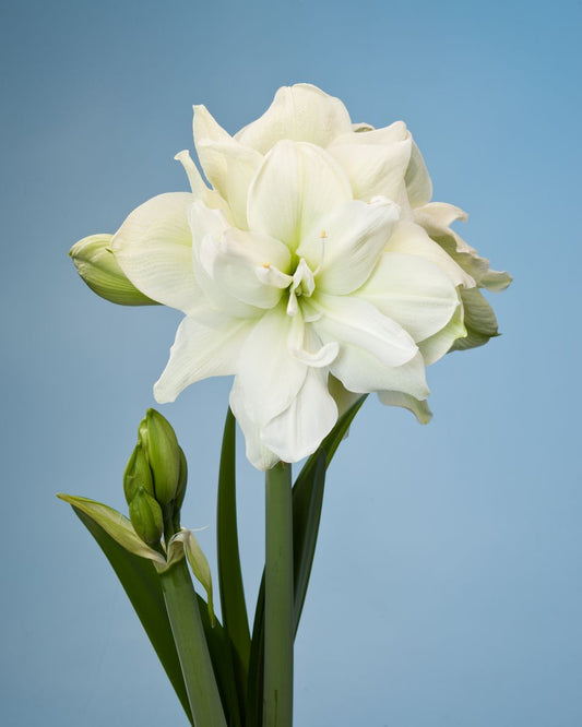Large Amaryllis White
