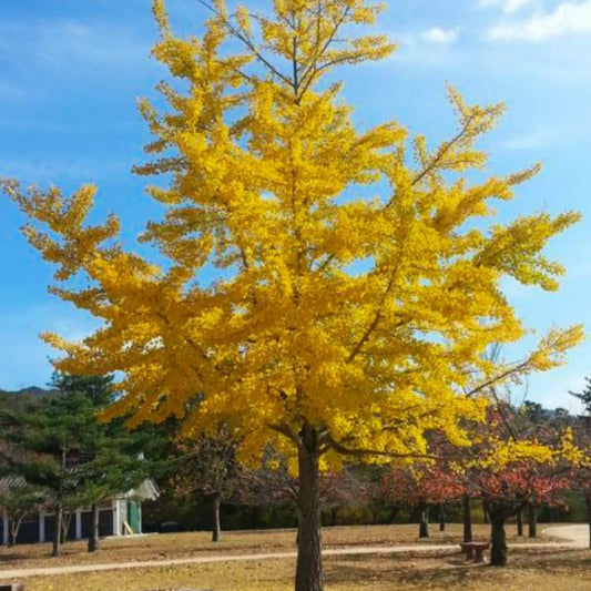 Gingko Biloba