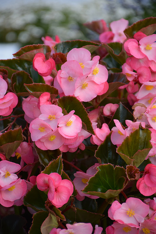 Begonia Giant Pink
